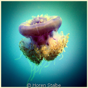 Crown Jellyfish.
Canon 550d, Tokina 10-17mm. by Horen Stalbe 